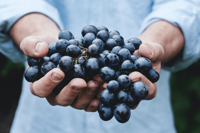 vinhos italianos