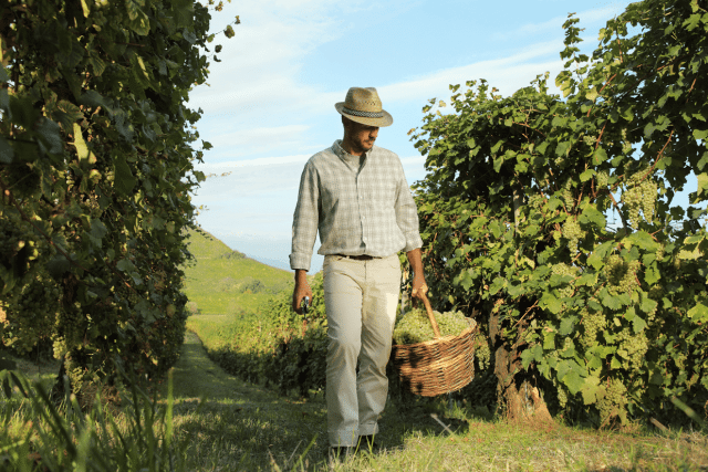 vinhos italianos