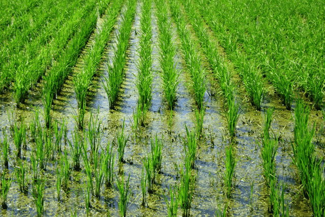 arroz Alto do Marins São Paulo