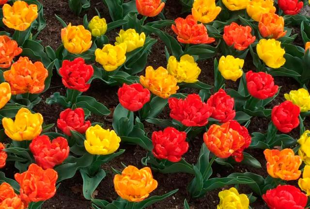 parque Keukenhof Holanda Europa
