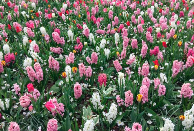 parque Keukenhof Holanda Europa