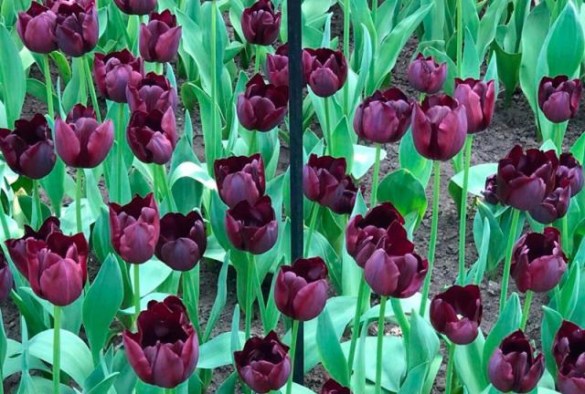 parque Keukenhof Holanda Europa