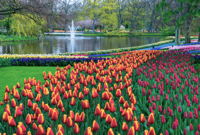 destino dos sonhos Keukenhof holanda
