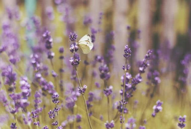 aromas do mundo lavanda provence frança