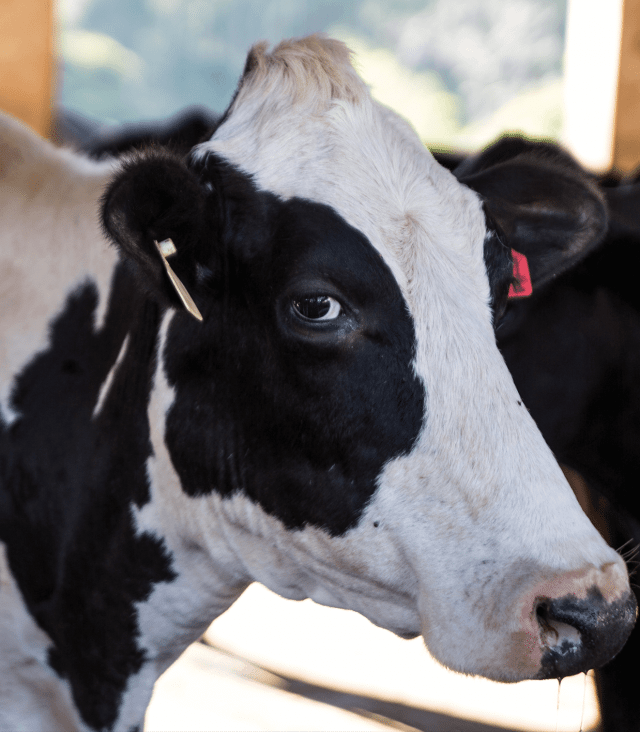 vaca Leiteria Santa Paula